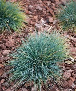 Fast Growing Trees Ornamental Grasses Blue Fescue Grass
