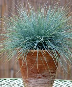 Fast Growing Trees Ornamental Grasses Blue Fescue Grass