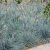 Fast Growing Trees Ornamental Grasses Blue Fescue Grass 1 Fast Growing Trees Ornamental Grasses Blue Fescue Grass