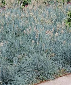 Fast Growing Trees Ornamental Grasses Blue Fescue Grass