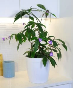 Fast Growing Trees Weeping Blue Ginger Plant 8 Fast Growing Trees Weeping Blue Ginger Plant