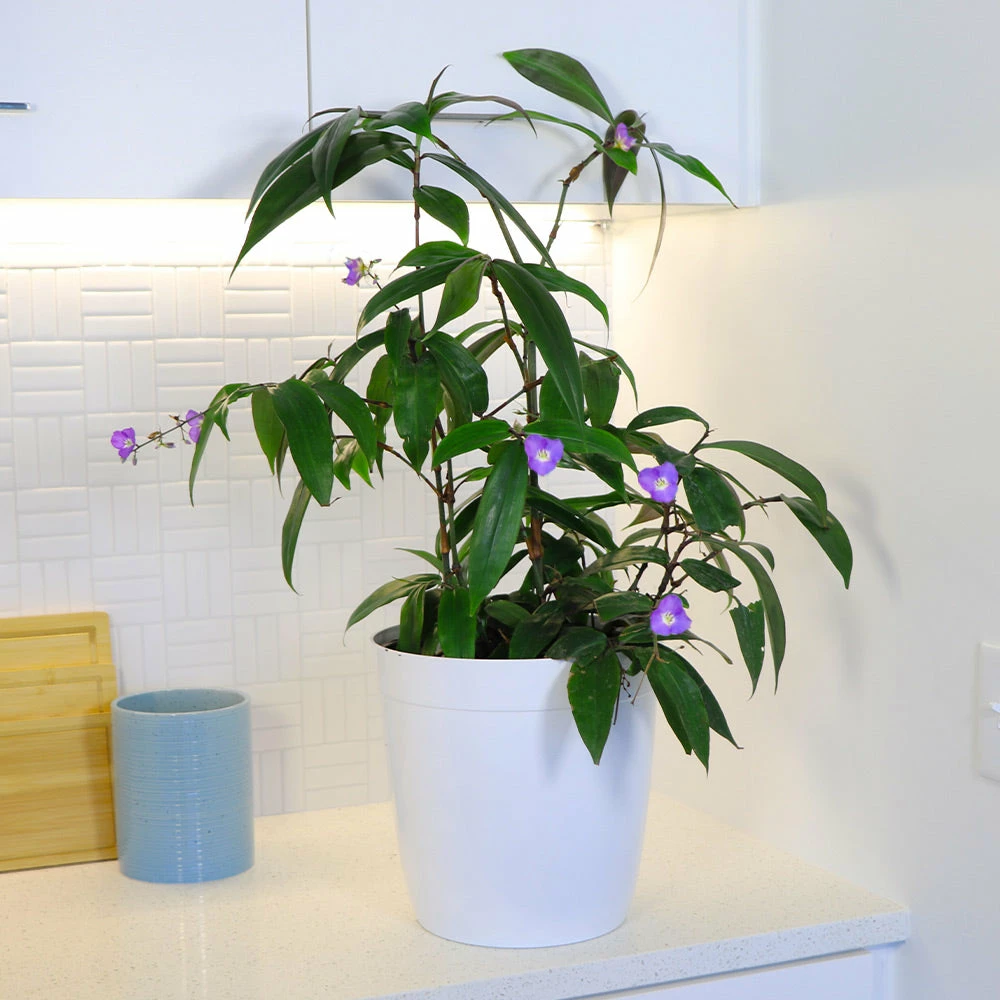 Fast Growing Trees Weeping Blue Ginger Plant 5 Fast Growing Trees Weeping Blue Ginger Plant