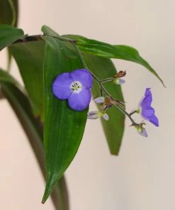 Fast Growing Trees Weeping Blue Ginger Plant 9 Fast Growing Trees Weeping Blue Ginger Plant