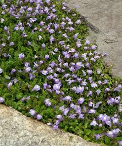 Fast Growing Trees Creeping Mazus Plants For Wet Areas