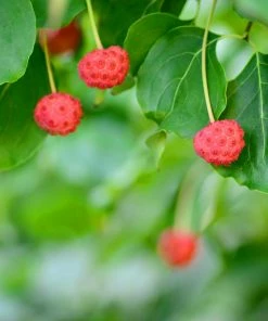 Fast Growing Trees Dogwood Trees Blue Ray Kousa Dogwood