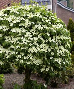 Fast Growing Trees Dogwood Trees Blue Ray Kousa Dogwood