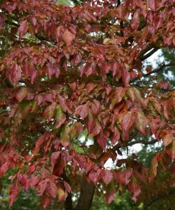 Fast Growing Trees Dogwood Trees Blue Ray Kousa Dogwood