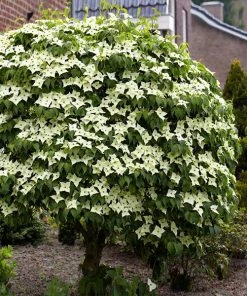 Fast Growing Trees Dogwood Trees Blue Ray Kousa Dogwood