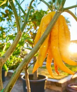 Fast Growing Trees Citrus Trees Buddha's Hand Citron 10 Fast Growing Trees Citrus Trees Buddha's Hand Citron
