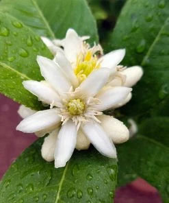 Fast Growing Trees Citrus Trees Buddha's Hand Citron 12 Fast Growing Trees Citrus Trees Buddha's Hand Citron