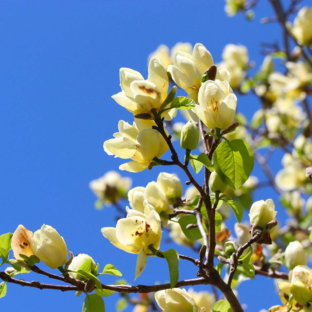 Fast Growing Trees Magnolia Trees Magnolia 'Butterflies' Tree 4 Fast Growing Trees Magnolia Trees Magnolia 'Butterflies' Tree
