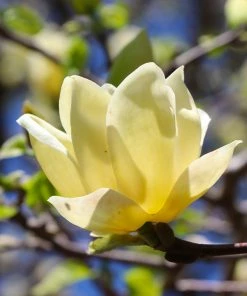 Fast Growing Trees Magnolia Trees Magnolia 'Butterflies' Tree 9 Fast Growing Trees Magnolia Trees Magnolia 'Butterflies' Tree