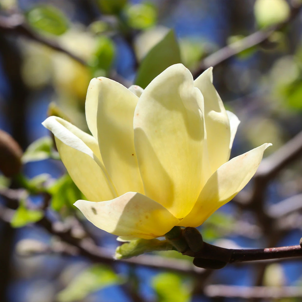 Fast Growing Trees Magnolia Trees Magnolia 'Butterflies' Tree 6 Fast Growing Trees Magnolia Trees Magnolia 'Butterflies' Tree