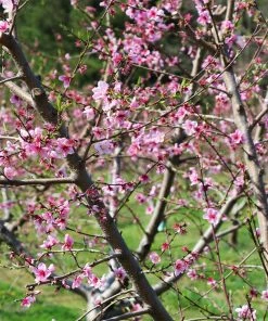 Fast Growing Trees Babcock Peach Tree Peach Trees 9 Fast Growing Trees Babcock Peach Tree Peach Trees