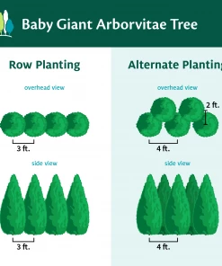 Fast Growing Trees Baby Giant Arborvitae Tree Arborvitae Trees