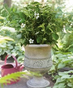 Fast Growing Trees Bushel And Berry® Baby Cakes Blackberry® 11 Fast Growing Trees Bushel And Berry® Baby Cakes Blackberry®