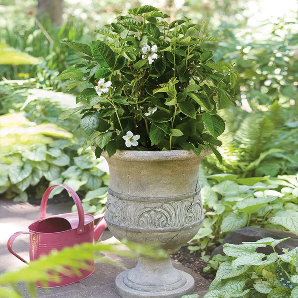 Fast Growing Trees Bushel And Berry® Baby Cakes Blackberry® 7 Fast Growing Trees Bushel And Berry® Baby Cakes Blackberry®