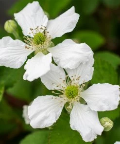 Fast Growing Trees Bushel And Berry® Baby Cakes Blackberry® 10 Fast Growing Trees Bushel And Berry® Baby Cakes Blackberry®