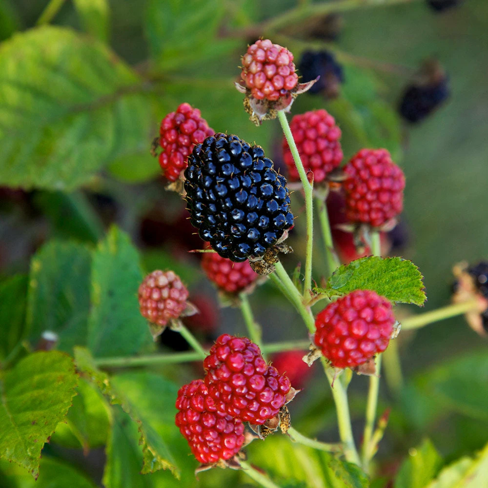 Fast Growing Trees Bushel And Berry® Baby Cakes Blackberry® 5 Fast Growing Trees Bushel And Berry® Baby Cakes Blackberry®