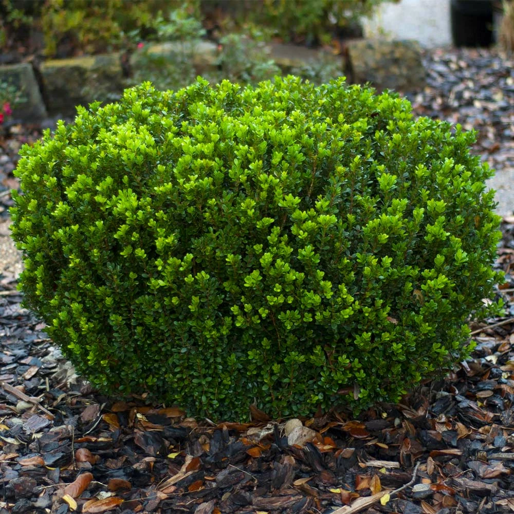Fast Growing Trees Baby Gem™ Boxwood Shrub 8 Fast Growing Trees Baby Gem™ Boxwood Shrub