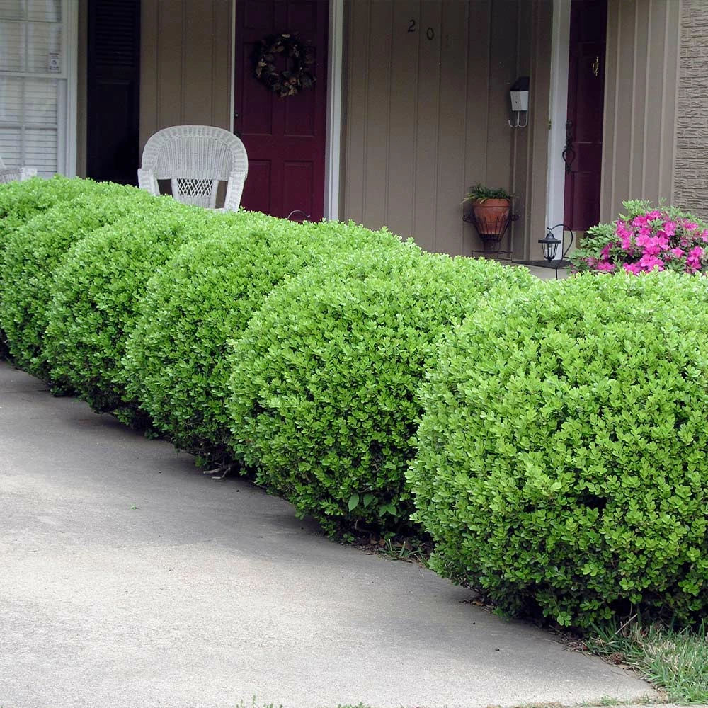 Fast Growing Trees Baby Gem™ Boxwood Shrub 6 Fast Growing Trees Baby Gem™ Boxwood Shrub