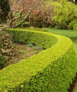 Fast Growing Trees Baby Gem™ Boxwood Shrub