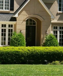 Fast Growing Trees Baby Gem™ Boxwood Shrub 10 Fast Growing Trees Baby Gem™ Boxwood Shrub