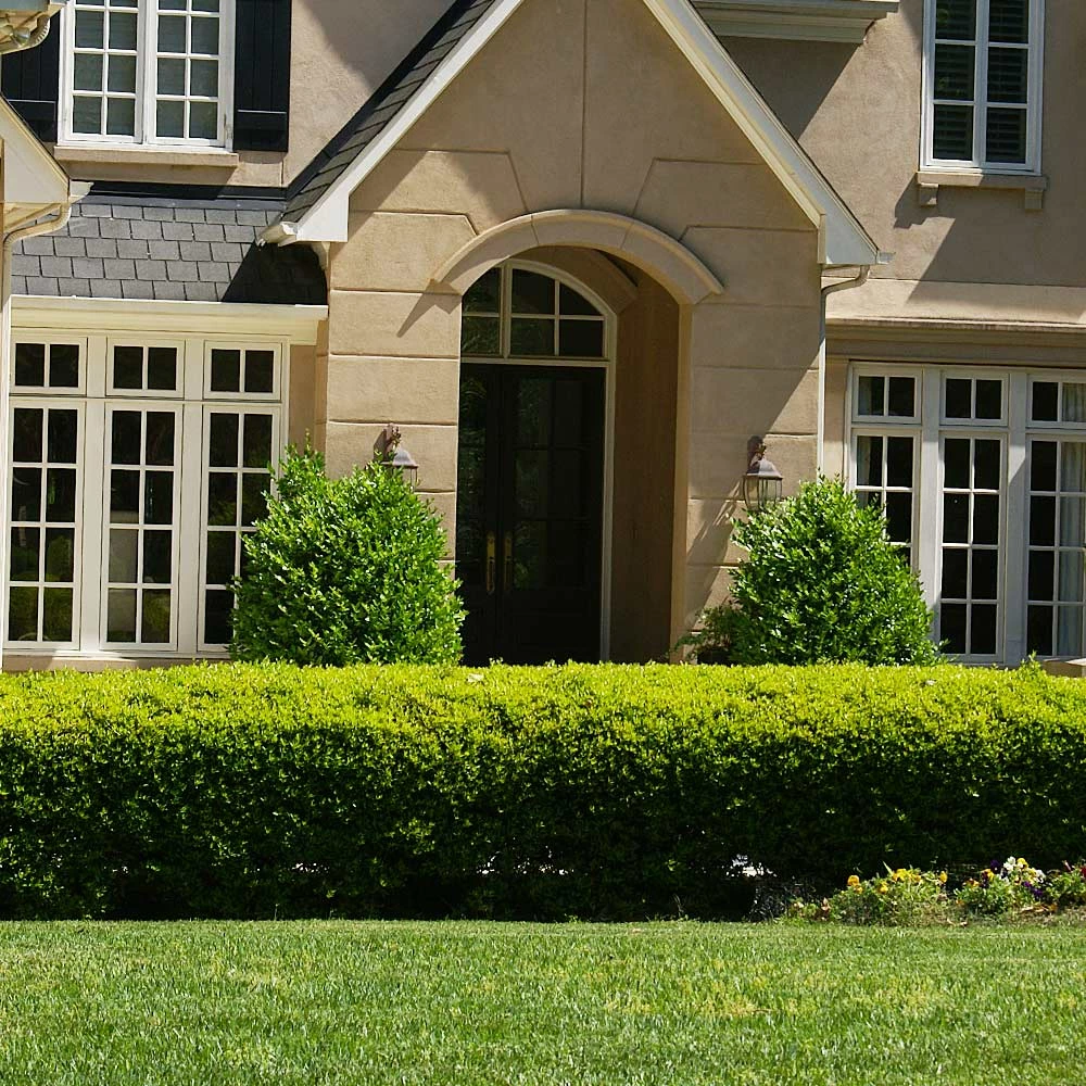 Fast Growing Trees Baby Gem™ Boxwood Shrub 5 Fast Growing Trees Baby Gem™ Boxwood Shrub