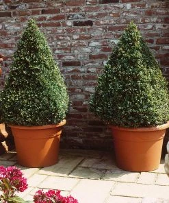 Fast Growing Trees Baby Gem™ Boxwood Shrub 12 Fast Growing Trees Baby Gem™ Boxwood Shrub