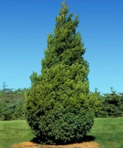Fast Growing Trees Baby Giant Arborvitae Tree Arborvitae Trees