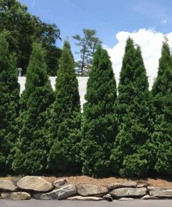 Fast Growing Trees Baby Giant Arborvitae Tree Arborvitae Trees