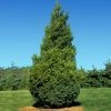 Fast Growing Trees Baby Giant Arborvitae Tree Arborvitae Trees