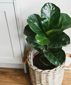 Fast Growing Trees Floor Plants Bambino Fiddle Leaf Fig