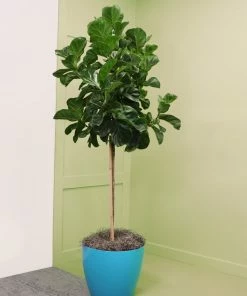 Fast Growing Trees Floor Plants Bambino Fiddle Leaf Fig