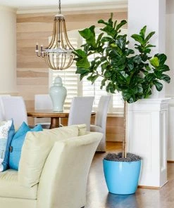 Fast Growing Trees Floor Plants Bambino Fiddle Leaf Fig