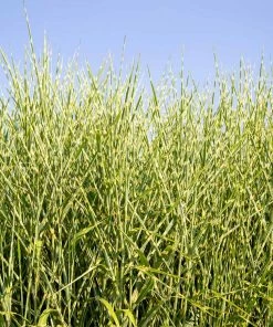 Fast Growing Trees Ornamental Grasses Miscanthus Bandwidth (Chinese Silver Grass)
