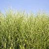 Fast Growing Trees Ornamental Grasses Miscanthus Bandwidth (Chinese Silver Grass)