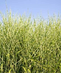 Fast Growing Trees Ornamental Grasses Miscanthus Bandwidth (Chinese Silver Grass)