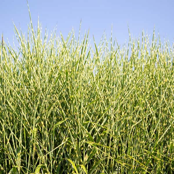 Fast Growing Trees Ornamental Grasses Miscanthus Bandwidth (Chinese Silver Grass) 3 Fast Growing Trees Ornamental Grasses Miscanthus Bandwidth (Chinese Silver Grass)