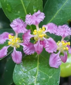 Fast Growing Trees Cherry Trees Barbados 'Acerola' Cherry