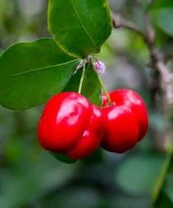 Fast Growing Trees Cherry Trees Barbados 'Acerola' Cherry