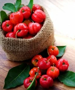 Fast Growing Trees Cherry Trees Barbados 'Acerola' Cherry