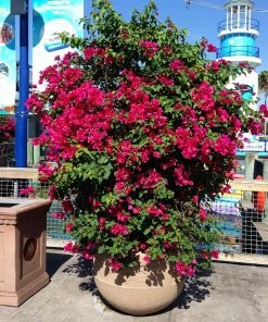 Fast Growing Trees Barbara Karst Bougainvillea