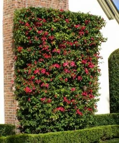 Fast Growing Trees Barbara Karst Bougainvillea