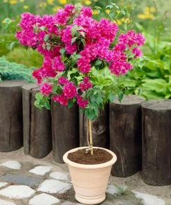 Fast Growing Trees Barbara Karst Bougainvillea