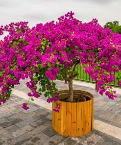 Fast Growing Trees Barbara Karst Bougainvillea
