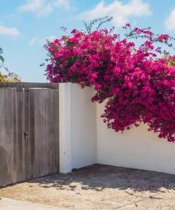 Fast Growing Trees Barbara Karst Bougainvillea