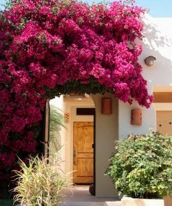 Fast Growing Trees Barbara Karst Bougainvillea