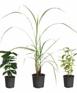 Fast Growing Trees Full Landscape Kits For Any Climate Barista Kit