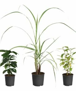 Fast Growing Trees Full Landscape Kits For Any Climate Barista Kit